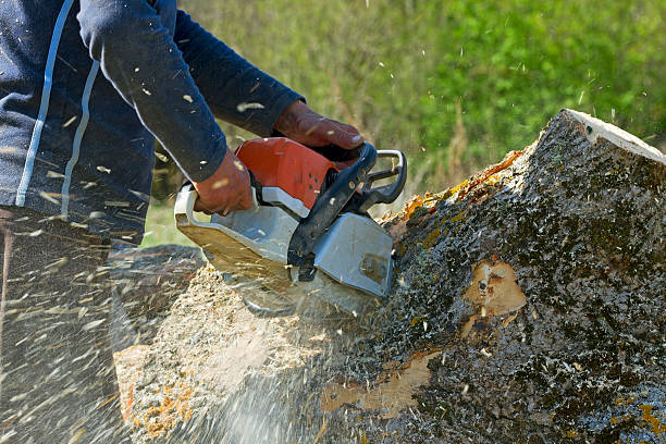 Leaf Removal in Hoback, WY