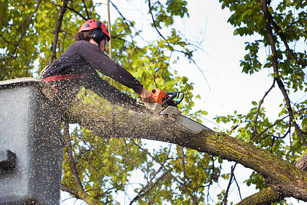 Best Tree Maintenance Programs  in Hoback, WY